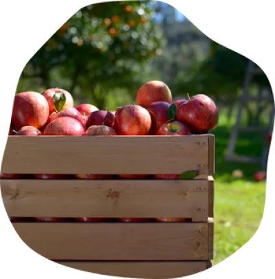 Des pommes issues d’une agriculture française et durable