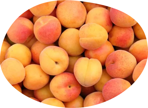 Abricots charles et alice