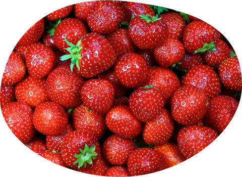 fraises charles et alice